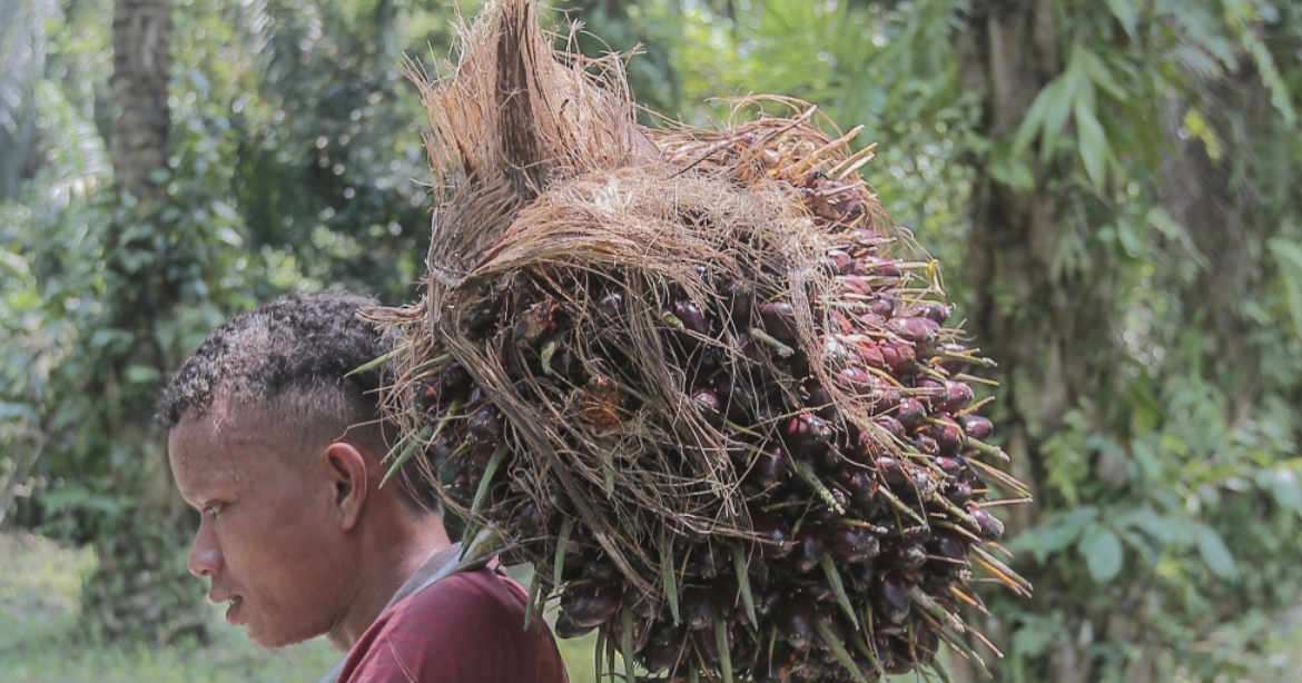 இந்தியாவின் அதிகரிக்கும் தேவை காரணமாக மலேசியா பாமாயிலின் விலை மீட்படும் என MPOC எதிர்வுகூறுகிறது